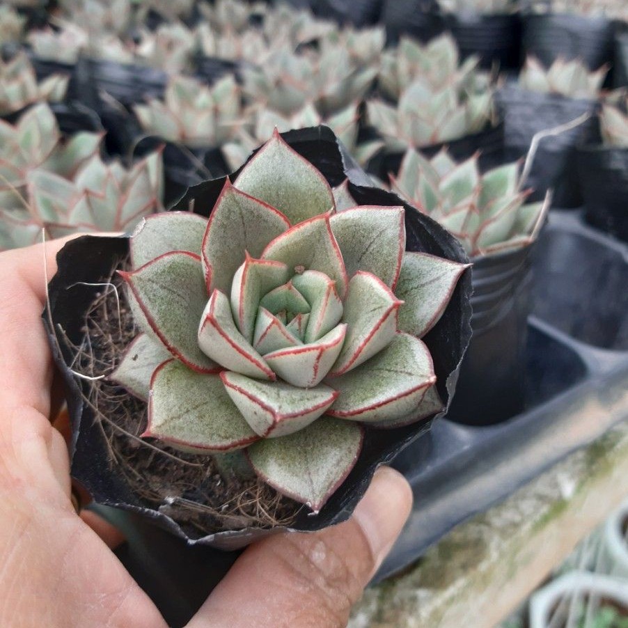 Sen đá hoa hồng  size bầu 3-5 cm