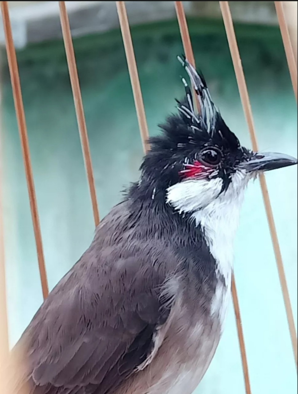 kích đỏ cho chào mào
