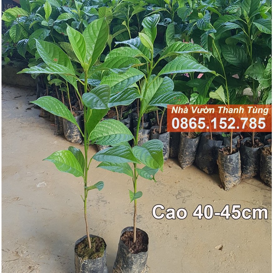 ( MỚI VỀ ) Cây giống Dâu da Đỏ - Quả Ngọt