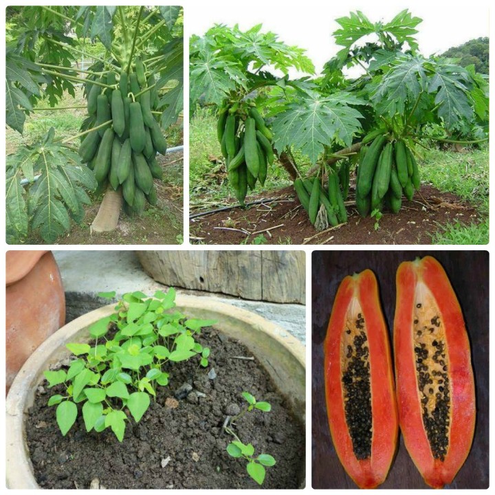 Hạt giống Đu đủ siêu dài Thái Lan gói 3gr