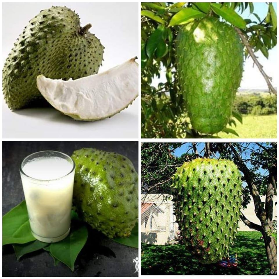CÂY GIỐNG MÃNG CẦU XIÊM KO HẠT NBV ( được bảo hành )