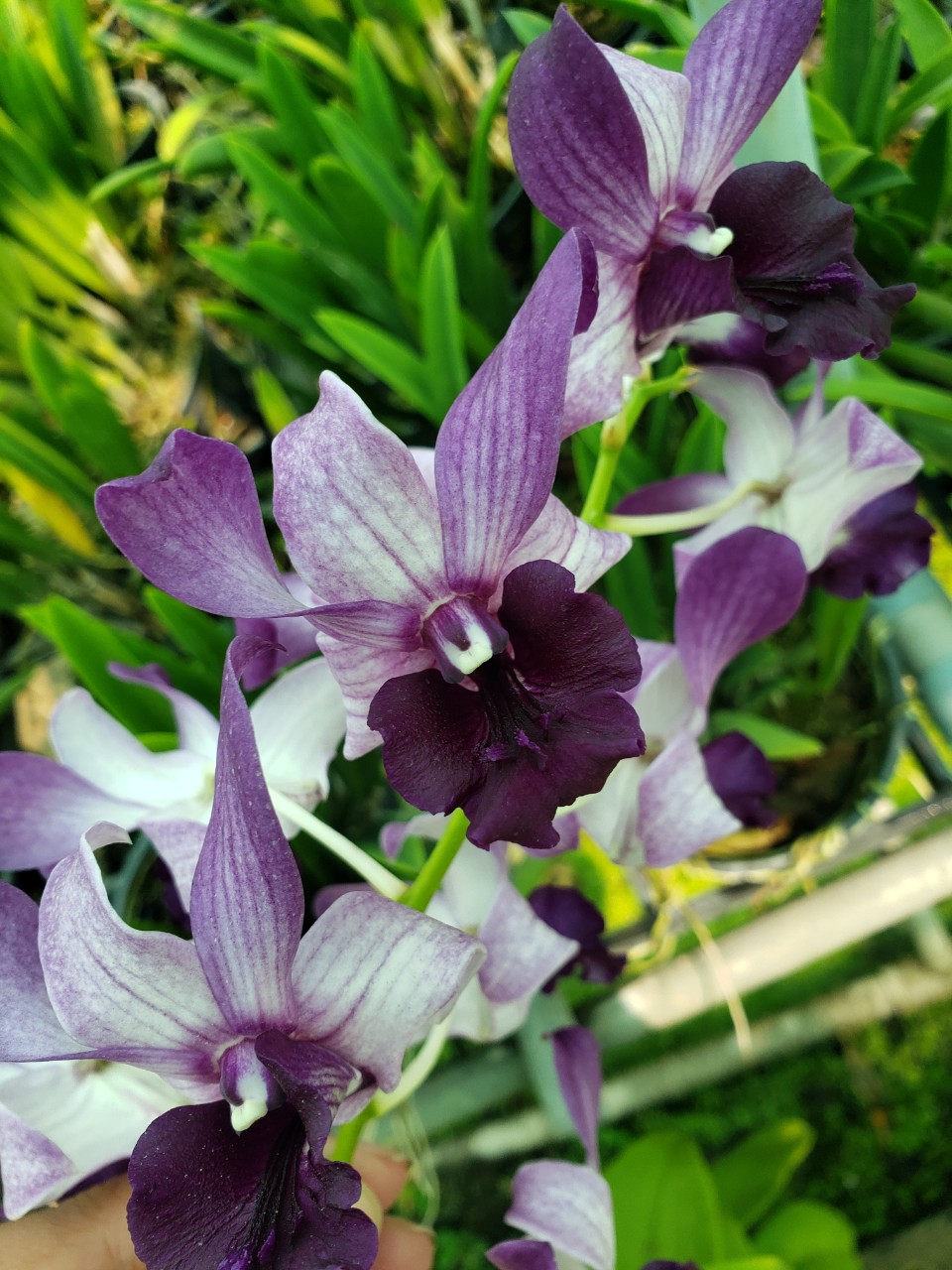 Lan dendro bò blue hoa đẹp, lưỡi to