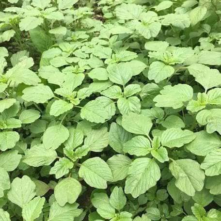 Hạt giống rau dền cơm -dền ta gói 5gr