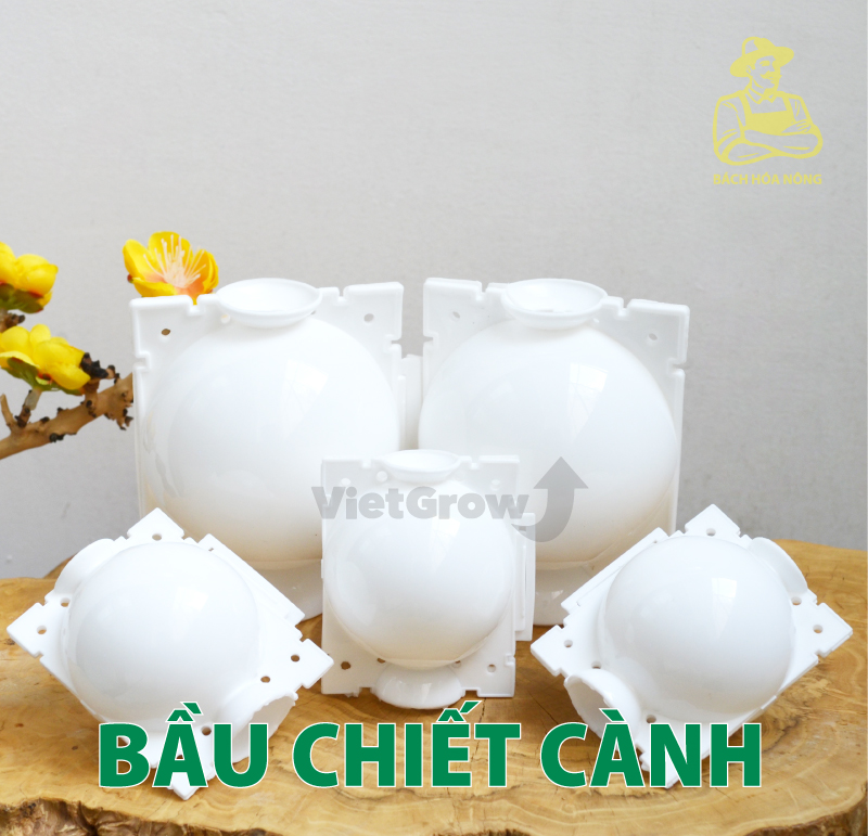 [HCM]Combo 5 Bầu chiết cành Croco - Size M (8cm), Màu Trắng