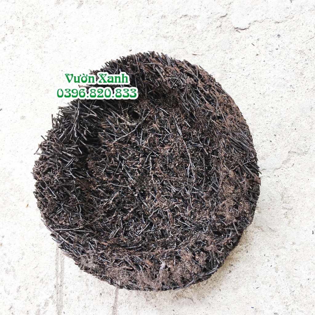 Dớn đĩa tròn ghép lan KT 20x5 cm