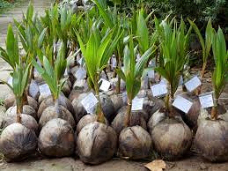 CÂY GIỐNG DỪA XIÊM LÙN ĐỎ