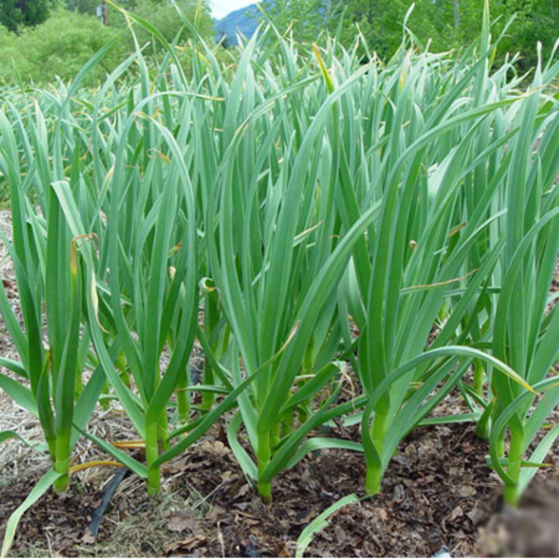 1g Hạt giống Tỏi tây