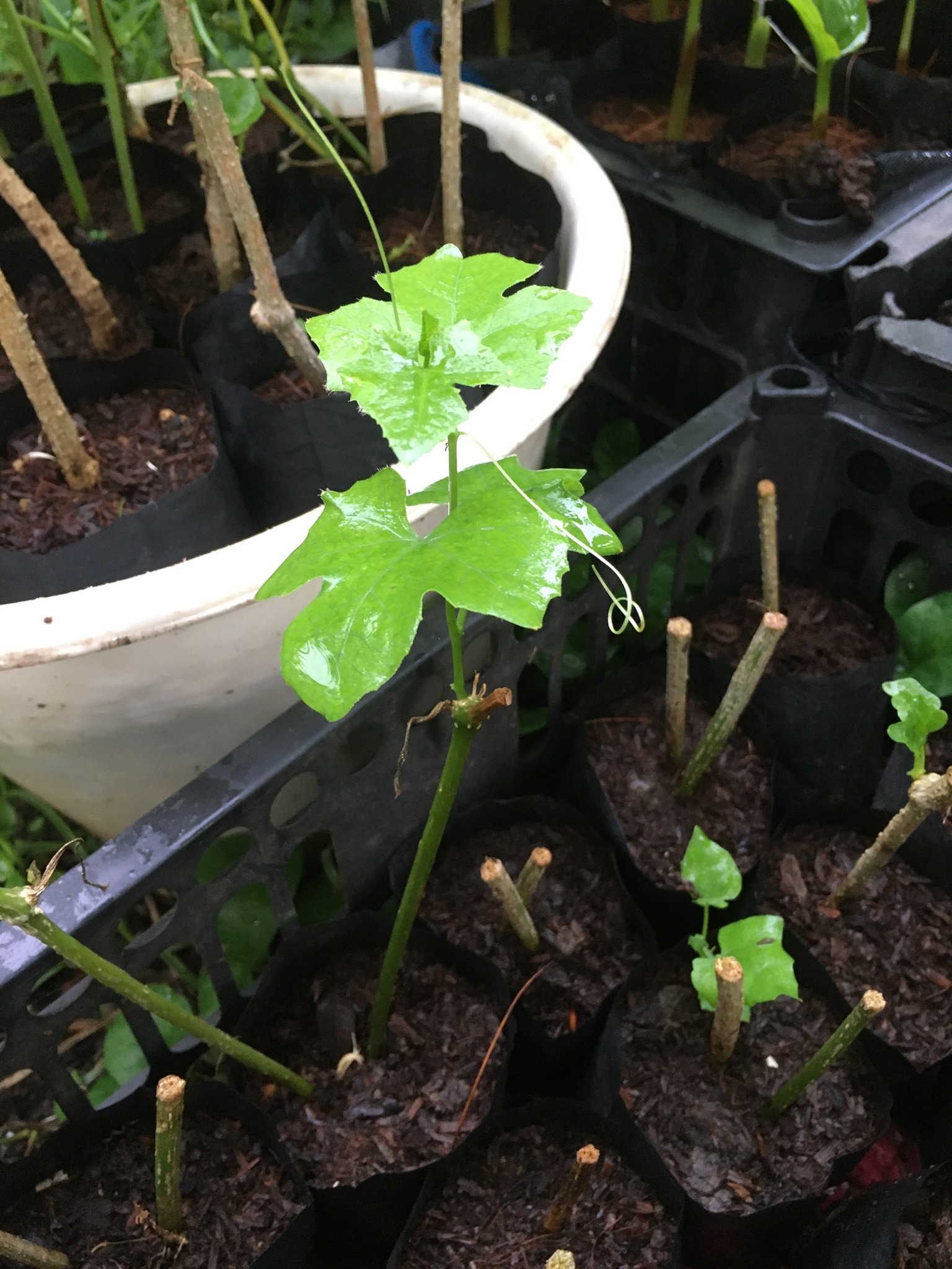 Cây giống bình bát dây