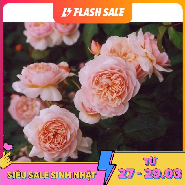 MJ94 GÓI 20 Hạt Hoa hồng ngoại Juliet tuyệt đẹp tặng kích rễ