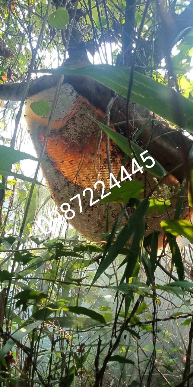 MẬT ONG RỪNG NGUYÊN CHẤT (RỪNG QUỐC GIA KONKAKING GIA LAI)