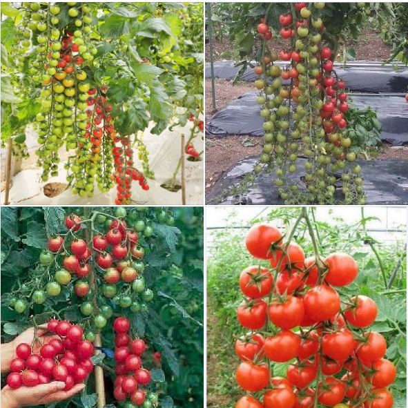 Hạt giống cà chua bi dây cherry đỏ - gói 30 hạt