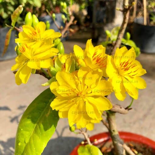 Cây Mai Huỳnh Tỉ