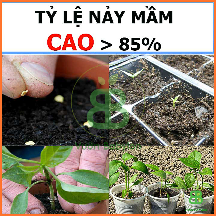 Hạt Giống Ớt Hiểm Sai trái 0,2G