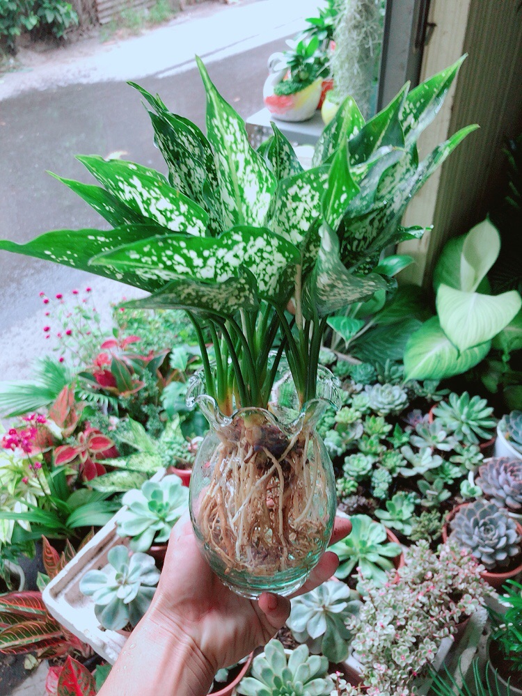 [HCM]Chậu Ngọc Ngân Thuỷ Sinh