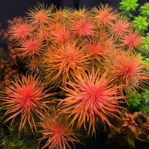 HỒNG THÁI DƯƠNG LÁ NƯỚC ( 10 nhánh)