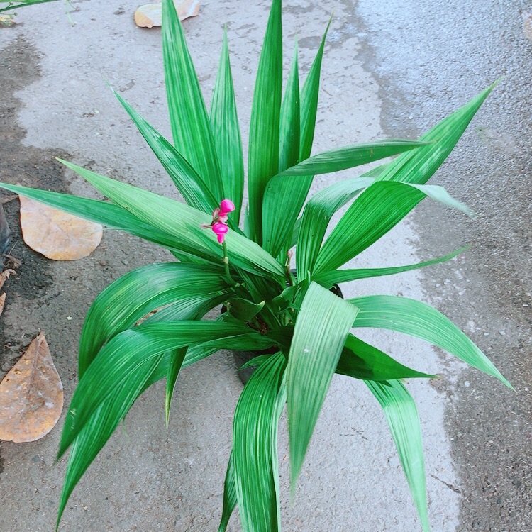 Chu Đỉnh Lan (lan đất)