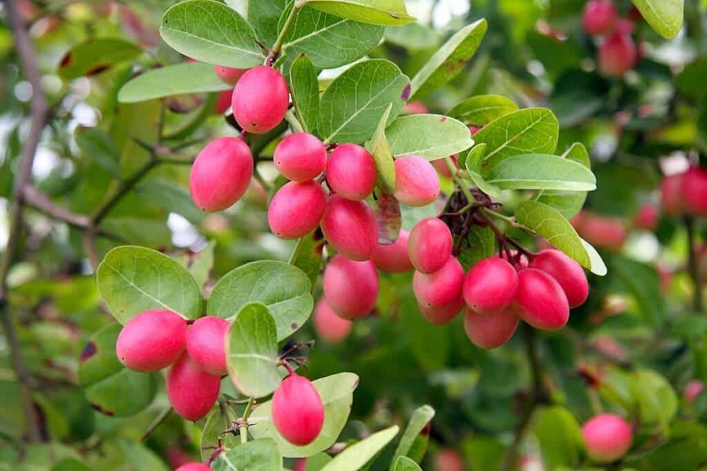 (1 chậu) Cây Siro - làm bonsai, lấy trái làm siro