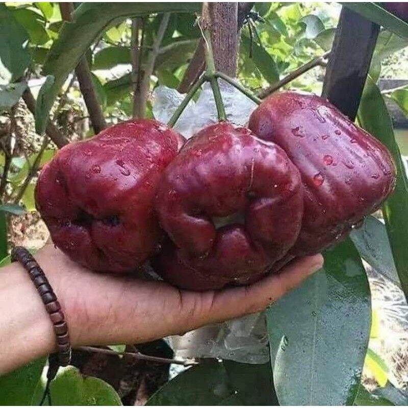 Cây mận thái siêu sớm
