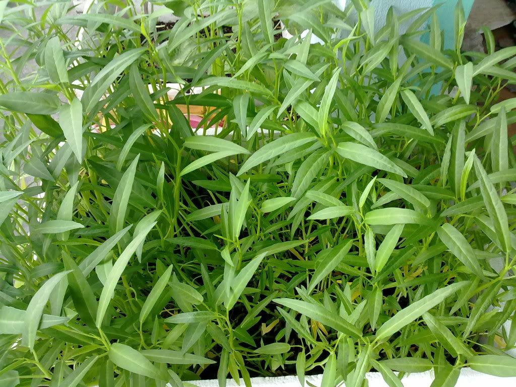 Bộ 2 gói Hạt Giống Rau Muống Lá Tre gói 50gr hat giong rau sach thuy canh Nongnghiepxanh rau muong sach