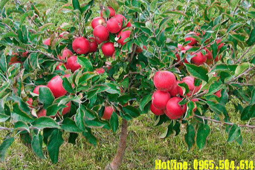 CÂY Giống Táo Đỏ (TÁO TÂY )Lùn F1 Siêu Lùn QUẢ SỚM Trồng Chậu Làm Cảnh Tuyệt Đẹp