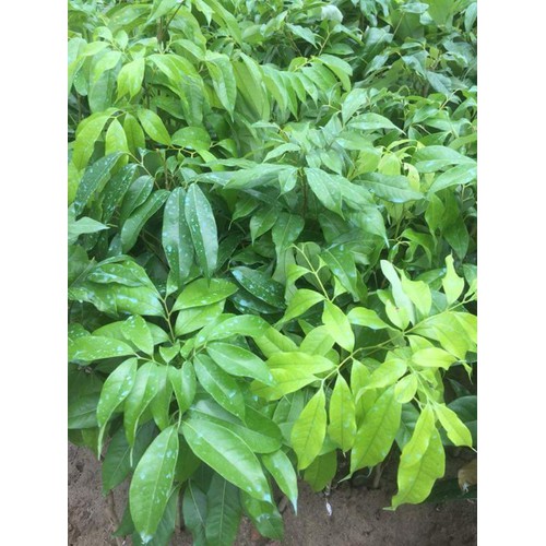 VẢI KHÔNG HẠT CÂY GIỐNG+ (500g) phân thỏ hữu cơ