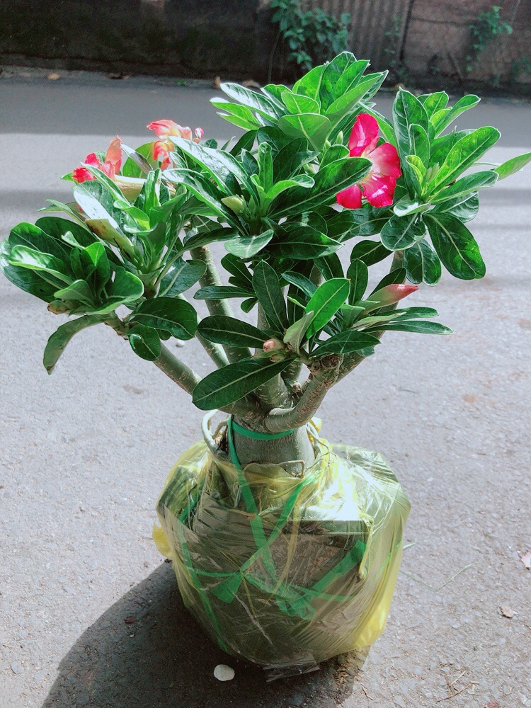 Cây Sứ Thái Gốc Đẹp