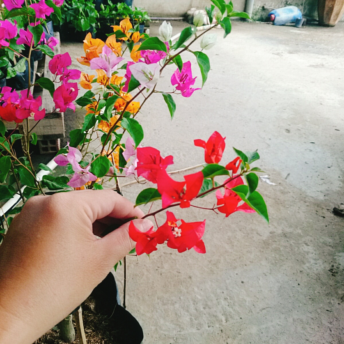 Cây Hoa Giấy Ngũ Sắc (Chuẩn đẹp 100%) - cây cảnh để bàn
