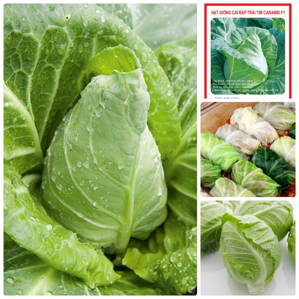 0.5GR_HẠT GIỐNG BẮP SÚ TIM NGON NGỌT (SIÊU DỄ TRỒNG)