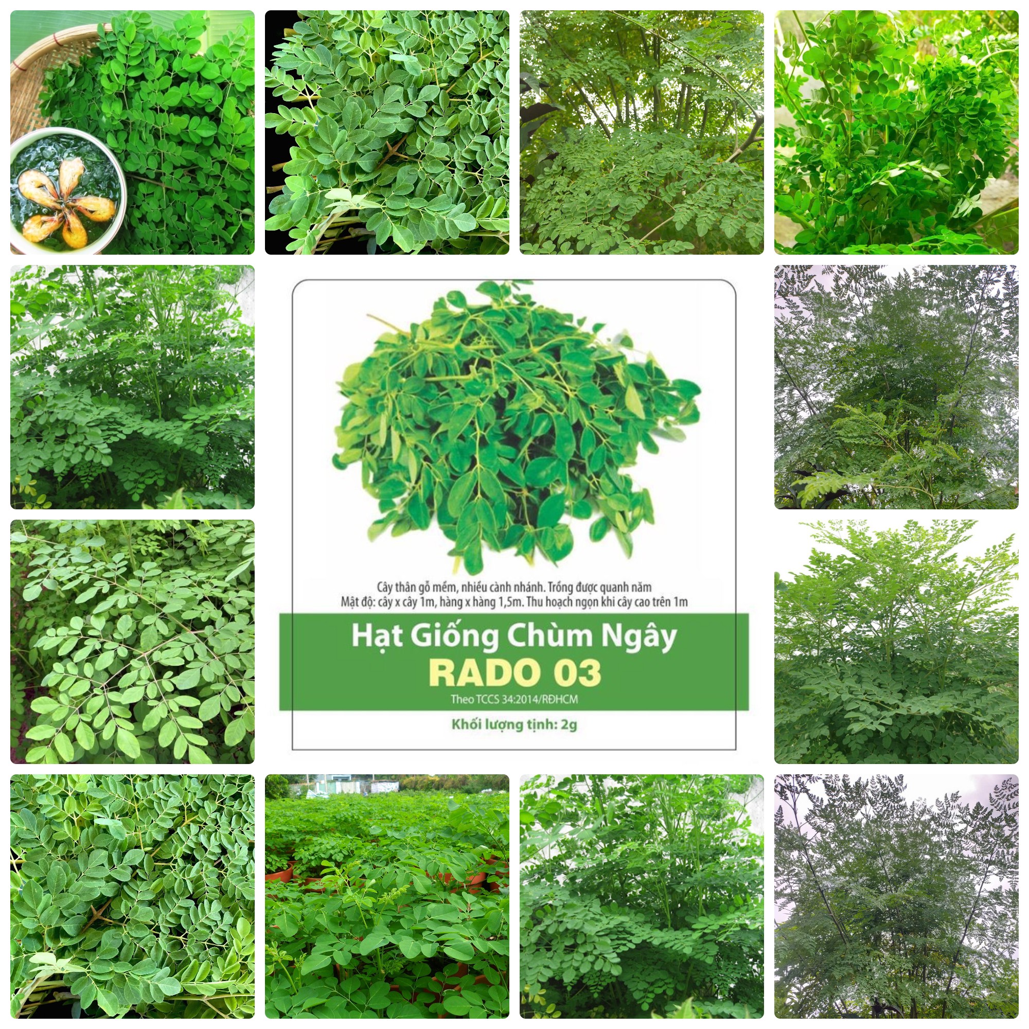 Hạt giống chùm ngây gói 2gr