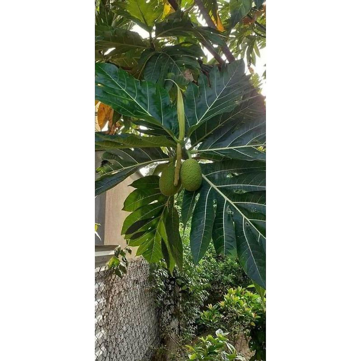Xả hàng tại vườn----- cây giống sake