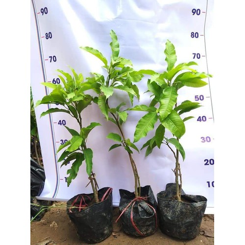 CÂY NGỌC LAN VÀNG - NGỌC LAN HOA VÀNG