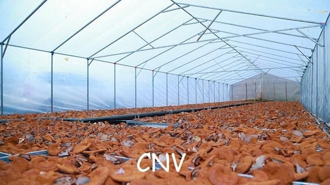 Nấm linh chi đỏ thái lát CNV 500g (Xích chi Việt Nam tự trồng)