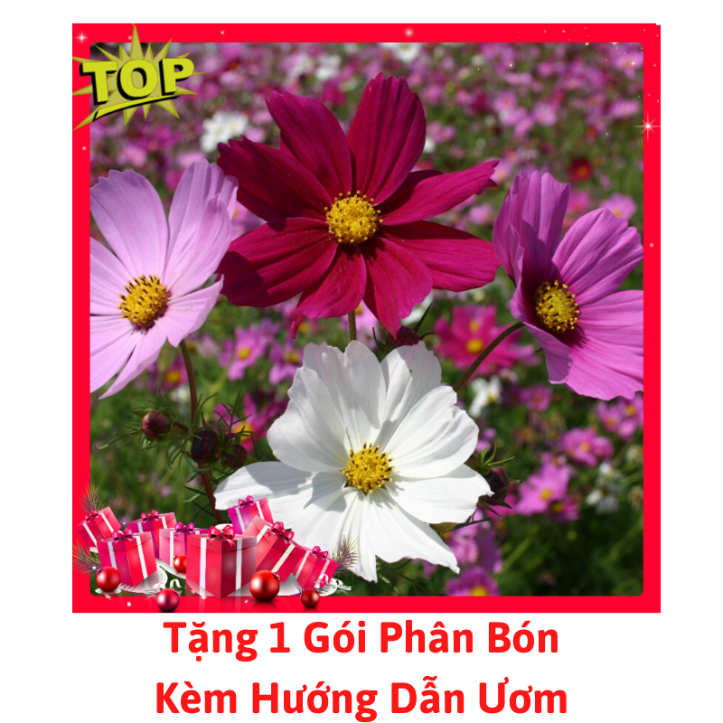 [Lấy mã giảm thêm 30%] Gói Hạt Giống Hoa Cánh Bướm(Sao Nháy) Nhiều Màu