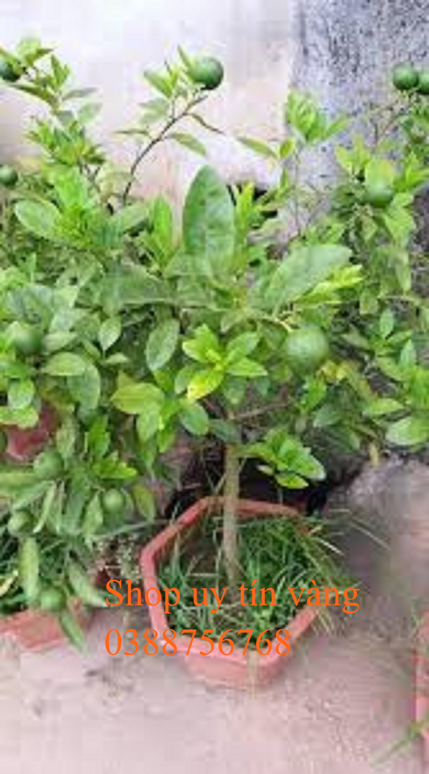 Cây Chanh tứ quý, cây đang cho quả, gửi đi trên cây có quả