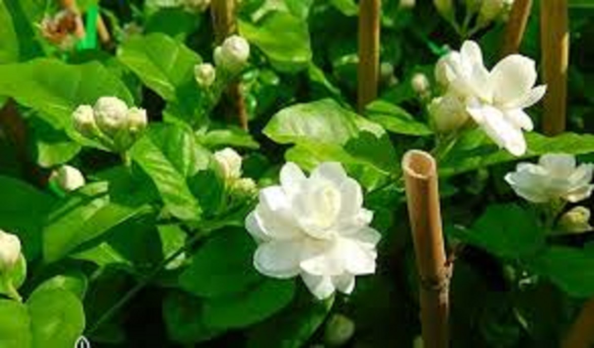 HOA NHÀI TA TRẮNG ĐẸP VÀ RẤT THƠM