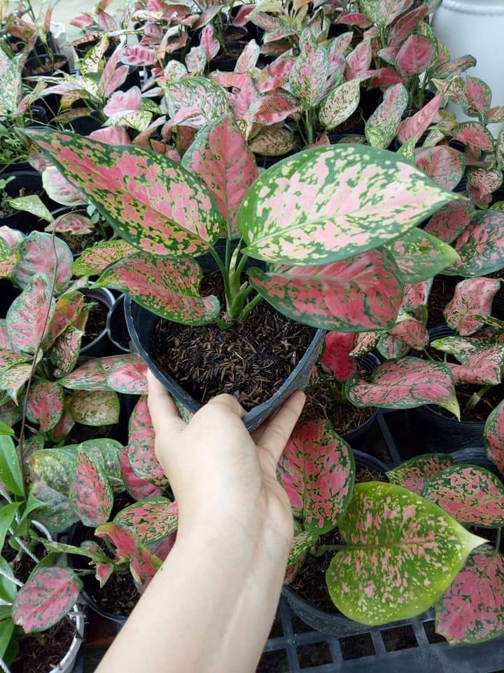 Cây Vạn lộc phong thủy