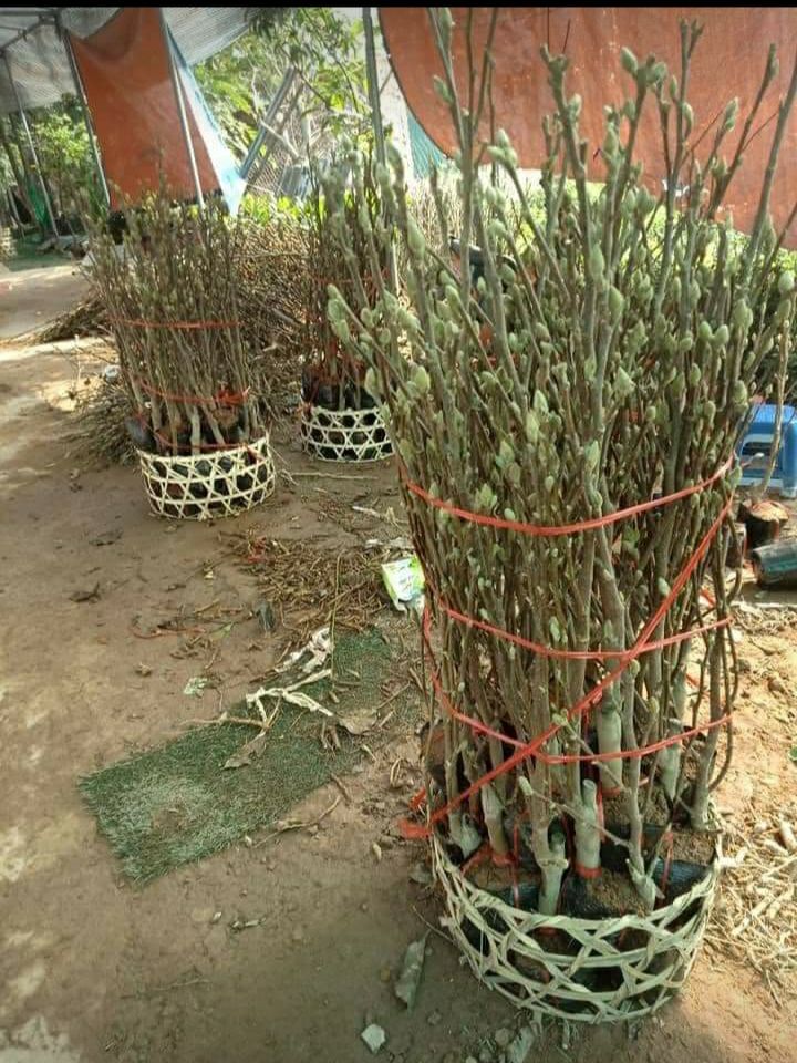 Cây Mộc Lan Cao 80cm Đang Nụ