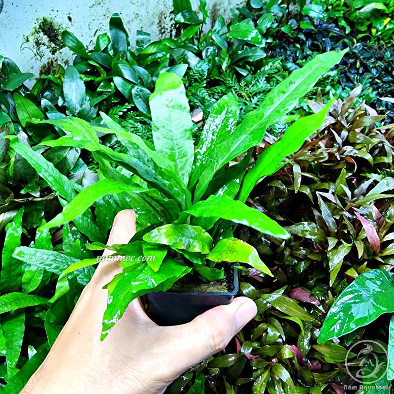 Cây Dương Xỉ Java Mini (Microsorum java) | Cây Thuỷ Sinh Dễ Đẹp - Cực Dễ Chăm - Không Cần CO2