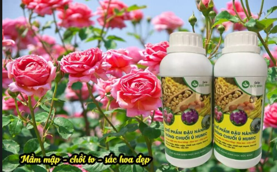 Chế phẩm sinh học đậu nành trứng chuối ủ Humic chuyên hoa cây cảnh