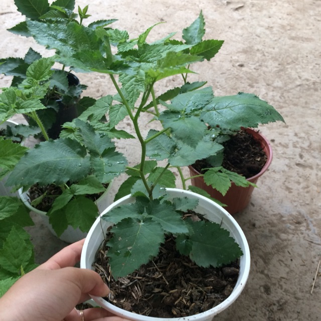 CÂY GIỐNG MÂM XÔI ĐỎ