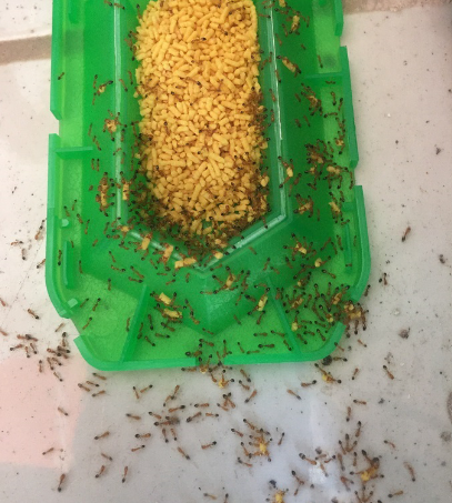 Viên thức ăn diệt kiến của Nhật