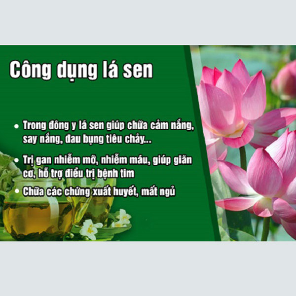 Bột Lá Sen Nguyên Chất 100g