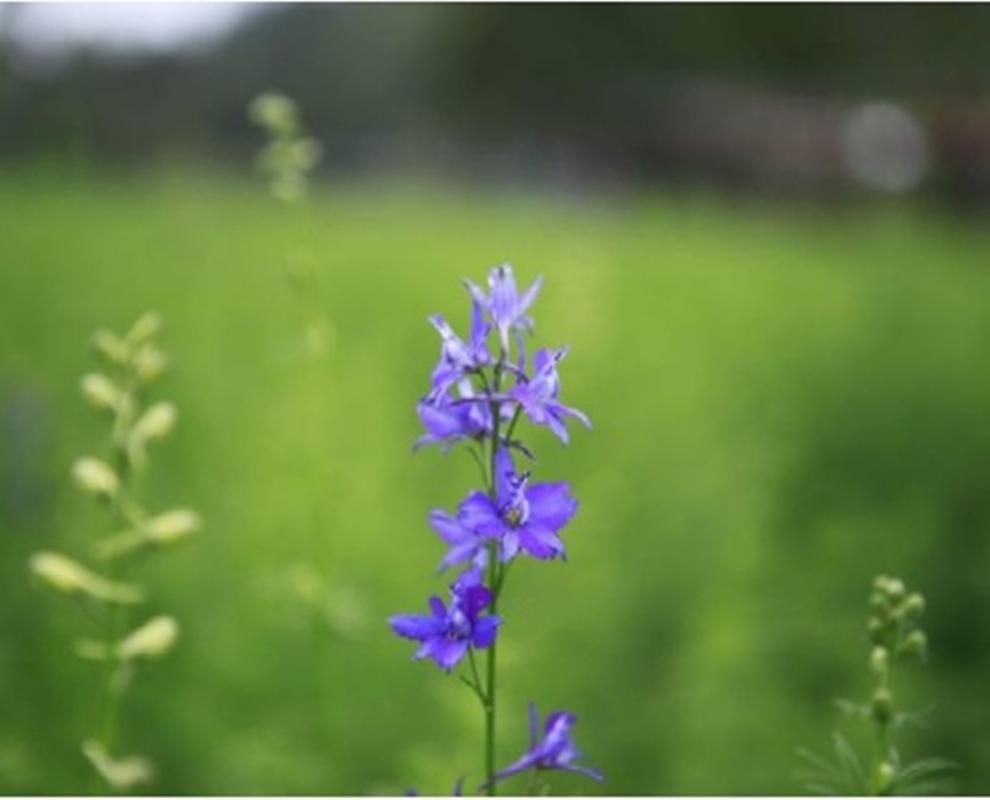 Hạt giống hoa Violet