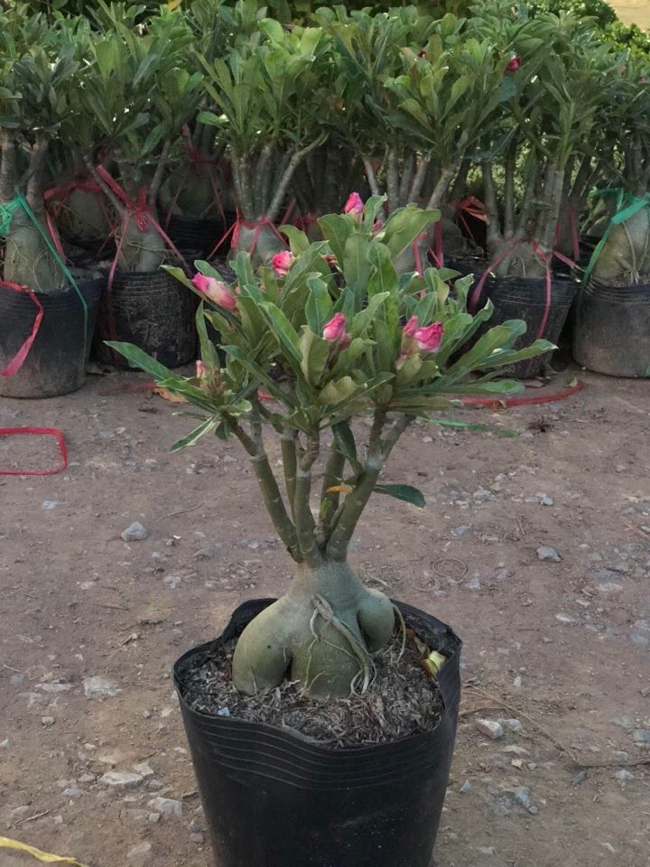 Cây sứ thái  kép trưởng thành