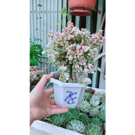 Cành Vàng Lá Ngọc Cổ Thụ