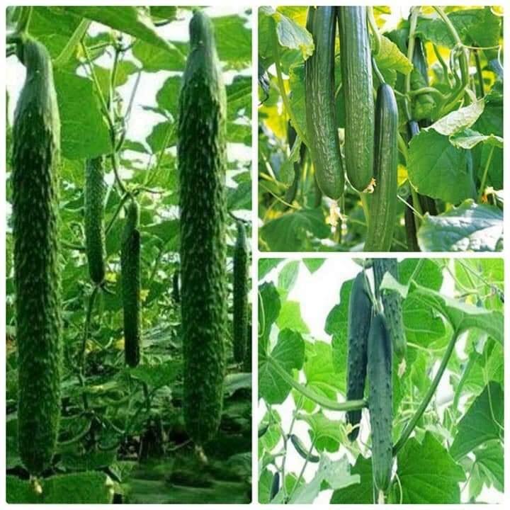 COMBO 5 gói hạt giống dưa chuột nhật (TẶNG gói kích thích hỗ trợ hạt nảy mầm)