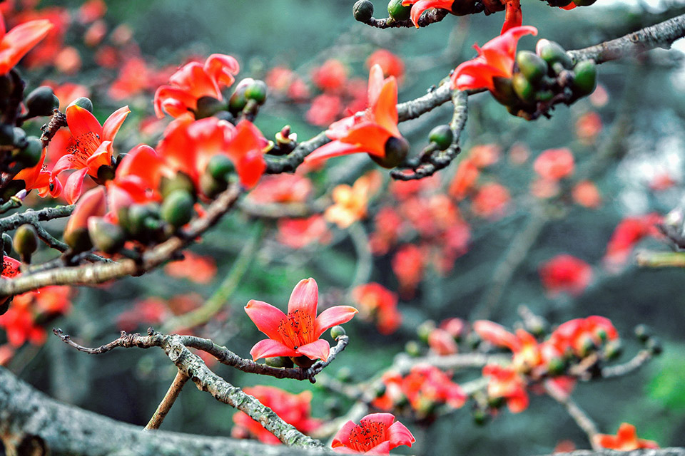 Cây giống Hoa Mỹ Nhân(hoa gạo)