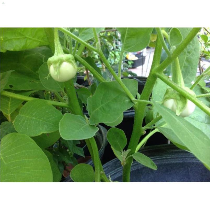 Hạt cà dĩa trắng - gói 1 gram