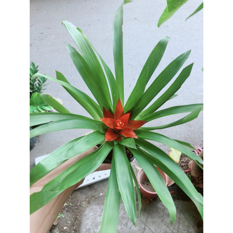 Cây phong lộc hoa