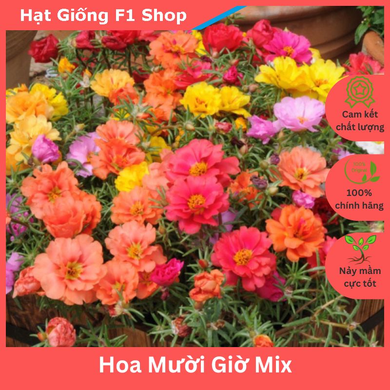 Hạt Giống Hoa Mười Giờ Mix Nhiều Màu Dễ Trồng (010.F1)